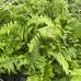 Dryopteris Filix mas (Stálozelená papraď samčia) - kont. C2L, výška 15-25 cm